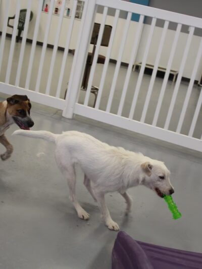 Urban Hound Playground - Minneapolis, MN