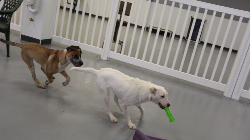 Urban Hound Playground - Minneapolis, MN