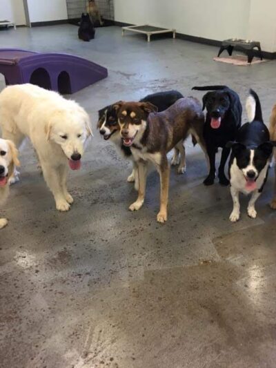 Urban Hound Playground - Minneapolis, MN