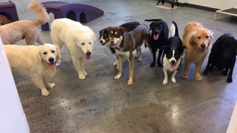 Urban Hound Playground - Minneapolis, MN