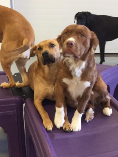 Urban Hound Playground - Minneapolis, MN