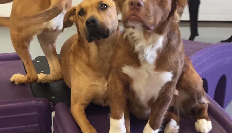 Urban Hound Playground - Minneapolis, MN