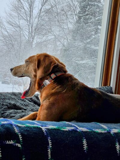 Urban Hound Playground - Minneapolis, MN