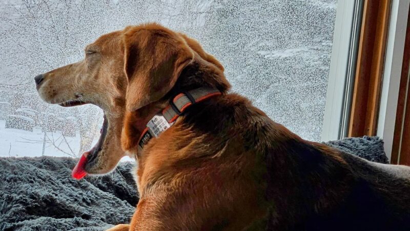 Urban Hound Playground - Minneapolis, MN