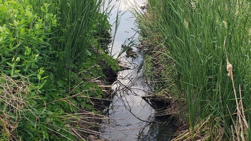 West Twin Pond - Minneapolis, MN