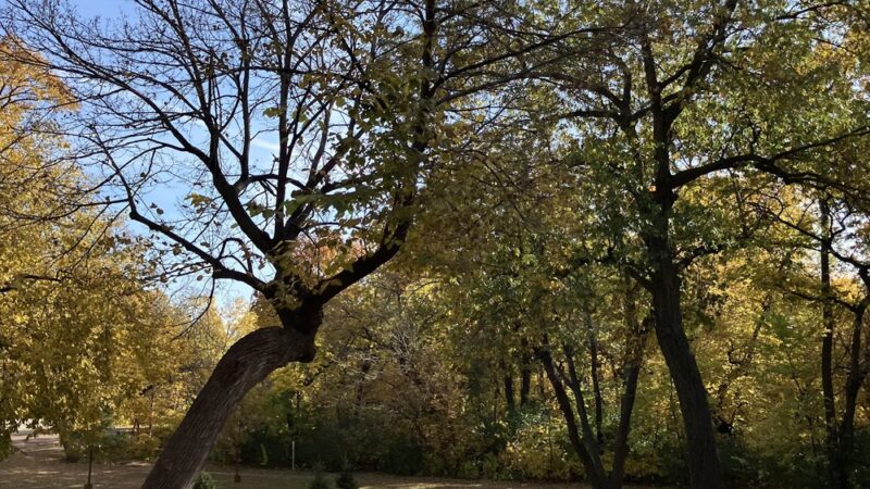 William Berry Park - Minneapolis, MN