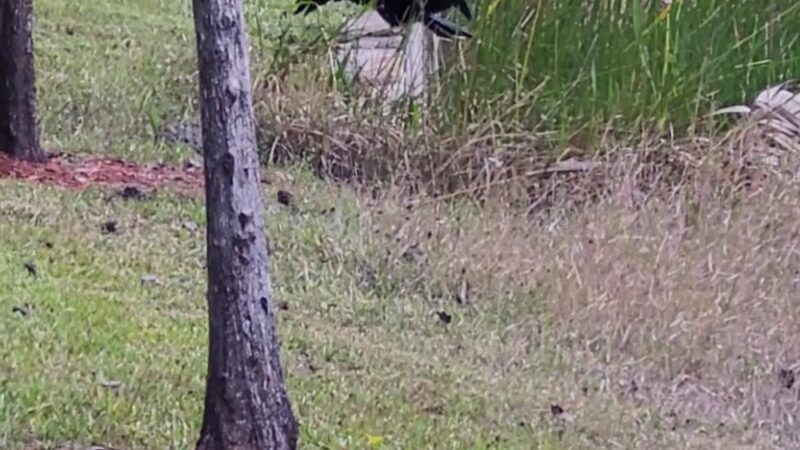 Miramar Regional Park - Miramar, FL