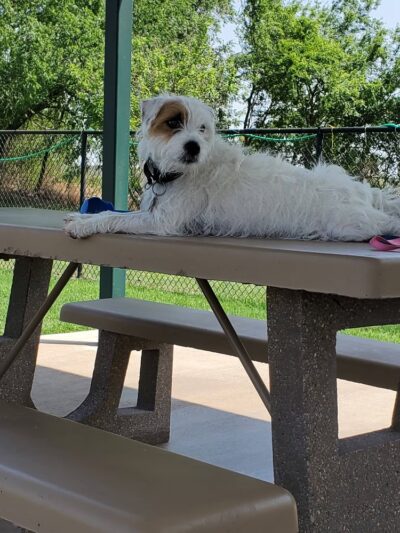 Retama Village Dog Park - Mission, TX