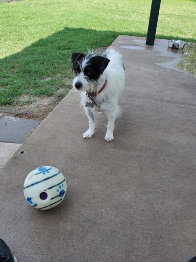 Retama Village Dog Park - Mission, TX