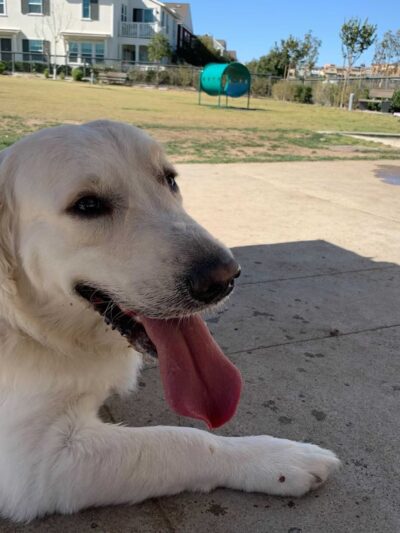 South Paw Dog Park (Private) - Mission Viejo, CA
