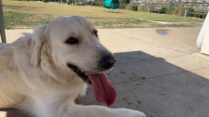South Paw Dog Park (Private) - Mission Viejo, CA