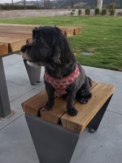 South Paw Dog Park (Private) - Mission Viejo, CA