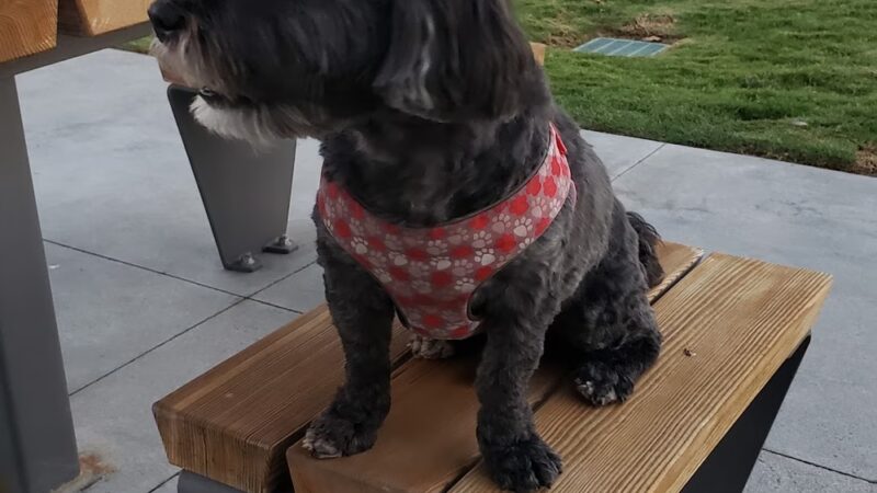 South Paw Dog Park (Private) - Mission Viejo, CA