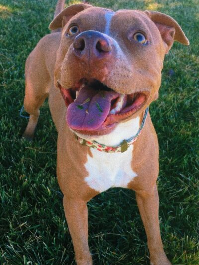 Overton Park - Moapa Valley, NV