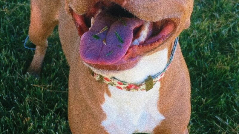 Overton Park - Moapa Valley, NV