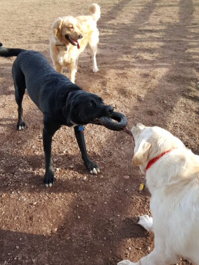 Godfrey's Welcome To Dogdom - Mohnton, PA