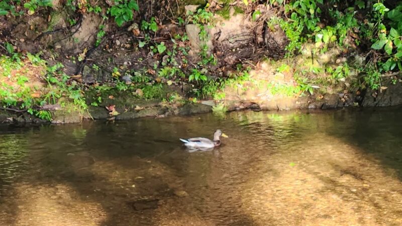 Mohnton Memorial Park - Mohnton, PA