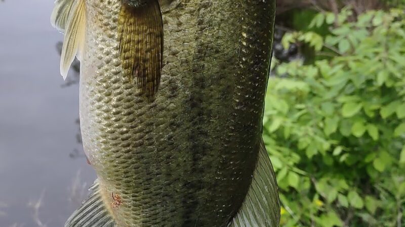 Fox Ridge Park - Mokena, IL