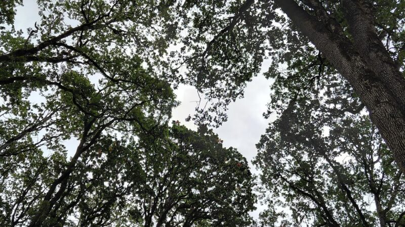 Clark Park - Molalla, OR