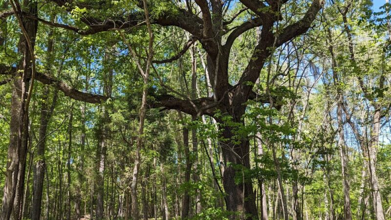 Biggin Creek MTB Trail - Moncks Corner, SC
