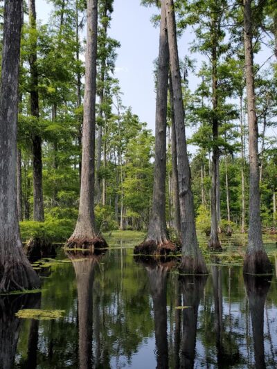 Cypress Gardens - Moncks Corner, SC