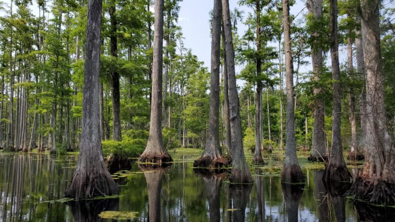 Cypress Gardens - Moncks Corner, SC