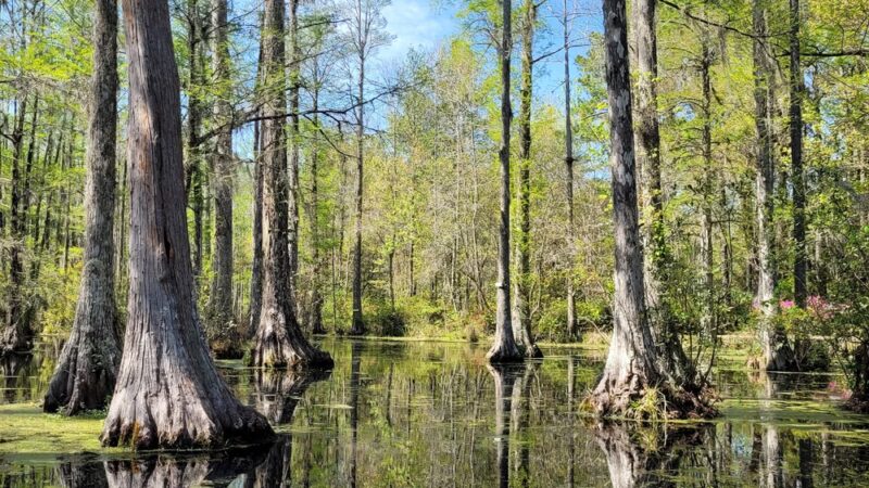 Cypress Gardens - Moncks Corner, SC
