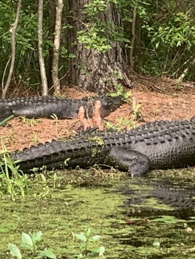 Cypress Gardens - Moncks Corner, SC