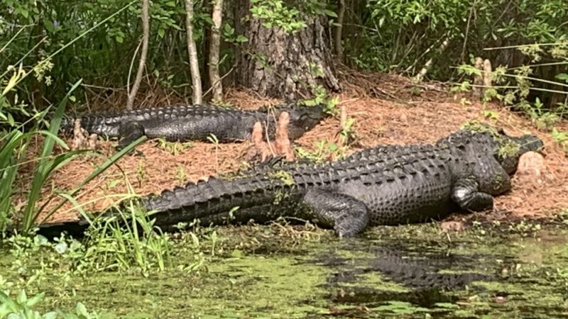 Cypress Gardens - Moncks Corner, SC
