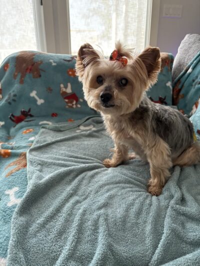 Woof Gang Bakery & Grooming Moncks Corner - Moncks Corner, SC