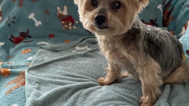 Woof Gang Bakery & Grooming Moncks Corner - Moncks Corner, SC