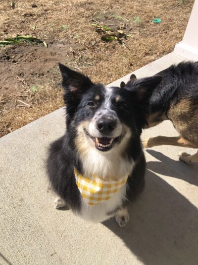 Woof Gang Bakery & Grooming Moncks Corner - Moncks Corner, SC
