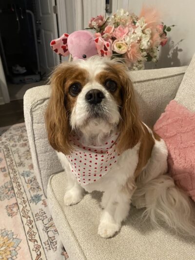 Woof Gang Bakery & Grooming Moncks Corner - Moncks Corner, SC
