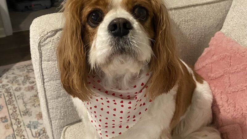 Woof Gang Bakery & Grooming Moncks Corner - Moncks Corner, SC