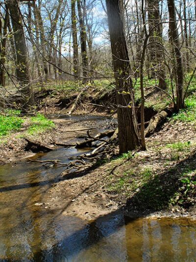 Raccoon Grove Nature Preserve - Monee, IL