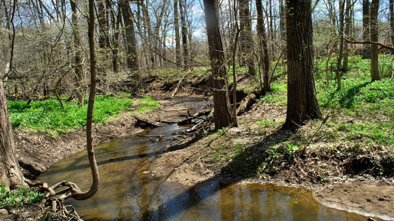 Raccoon Grove Nature Preserve - Monee, IL
