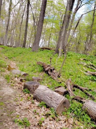 Raccoon Grove Nature Preserve - Monee, IL