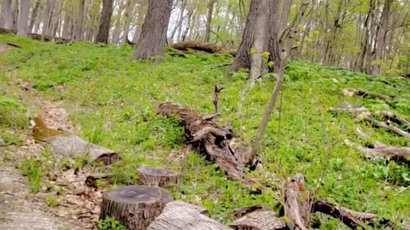 Raccoon Grove Nature Preserve - Monee, IL