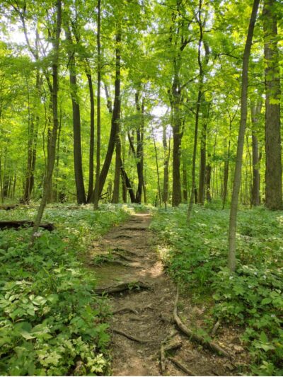 Raccoon Grove Nature Preserve - Monee, IL