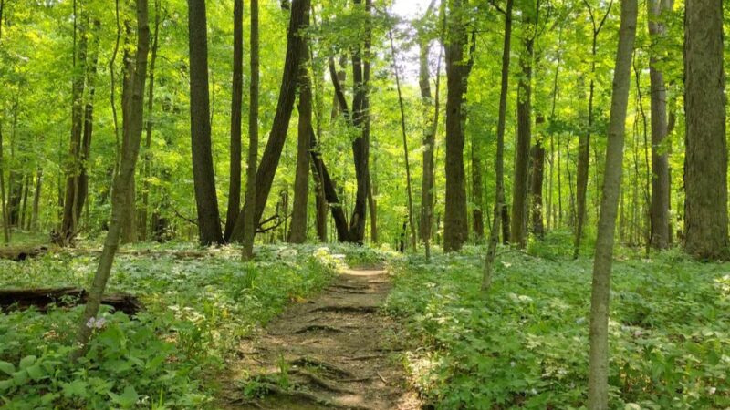 Raccoon Grove Nature Preserve - Monee, IL