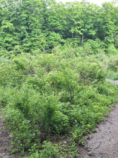 Appalachian Trail - Monroe, NY