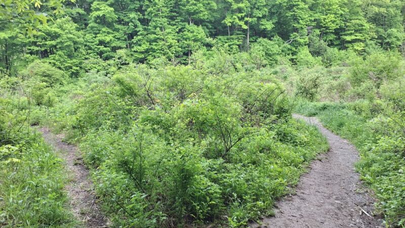 Appalachian Trail - Monroe, NY