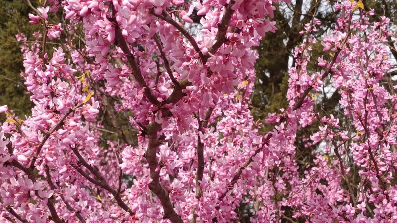 Mineral Springs Park - Monroe, NC