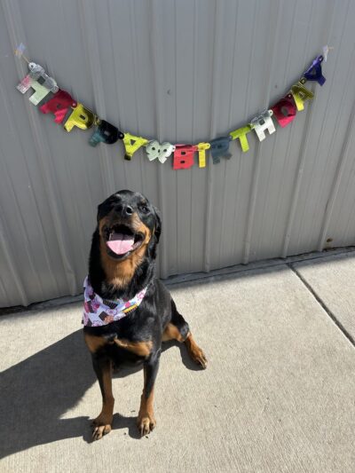 Charlie's Bark Park - Monroe - Monroe, WI