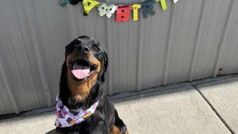 Charlie's Bark Park - Monroe - Monroe, WI