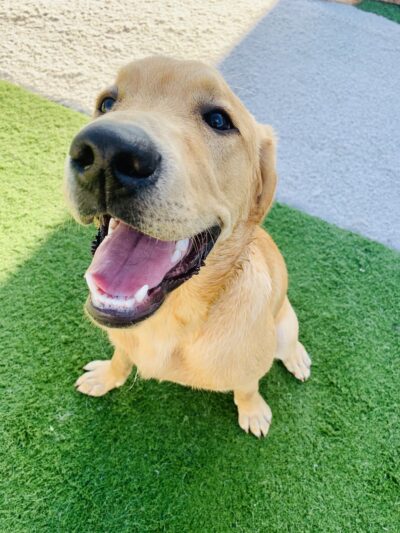 Charlie's Bark Park - Monroe - Monroe, WI