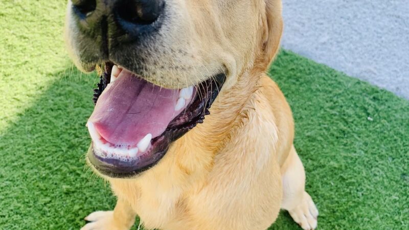 Charlie's Bark Park - Monroe - Monroe, WI