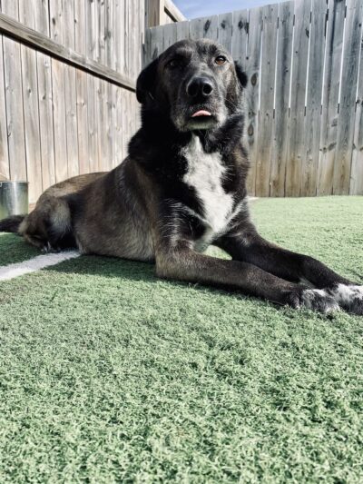 Charlie's Bark Park - Monroe - Monroe, WI