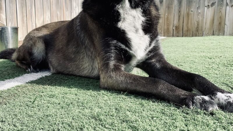 Charlie's Bark Park - Monroe - Monroe, WI
