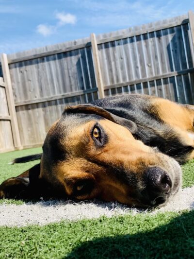 Charlie's Bark Park - Monroe - Monroe, WI